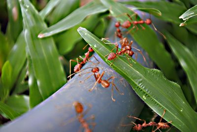 Close-up of ant on leaves