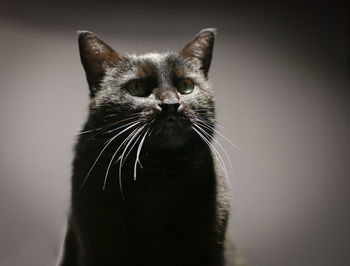 Close-up portrait of a cat