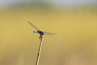 Close-up of dragonfly on plant during sunny day