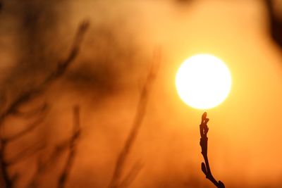 Low angle view of sun during sunset