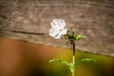 Close-up of white flowering plant