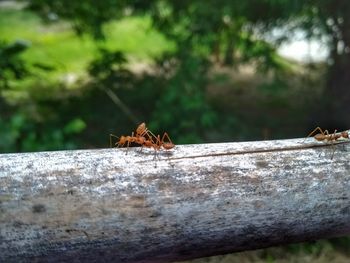 Close-up of bee on wood