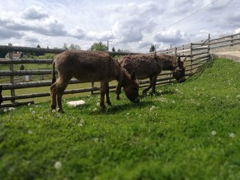 Horses in the field