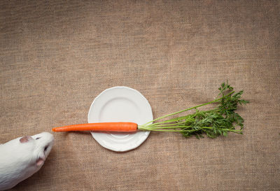 High angle view of vegetables on table