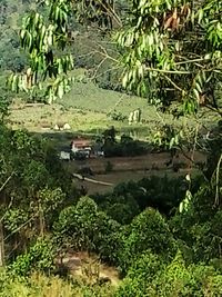 Plants growing on tree