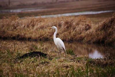 Great egret on a land