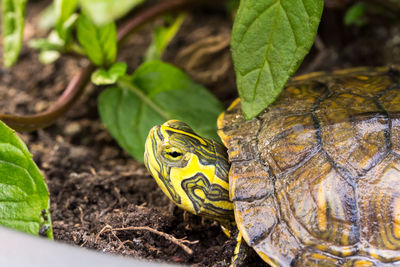 Close-up of lizard on plant