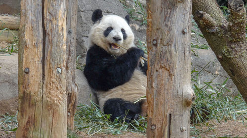 View of a panda sitting on tree trunk
