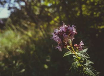Close-up of pink flowers