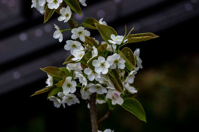 Close-up of white flowering plant