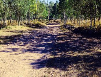 Wet dirt road amidst trees at beach