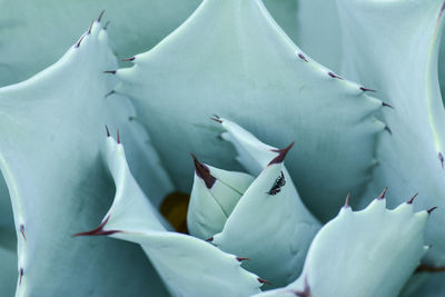 Close-up of succulent plant with a tiny spider perched inside 