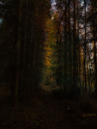 Trees in forest during autumn