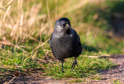 Close-up of bird perching on a land