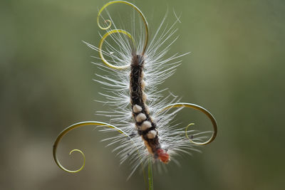 Beautiful pose of caterpillars