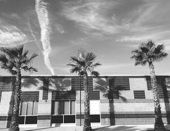 Low angle view of palm trees and building against sky