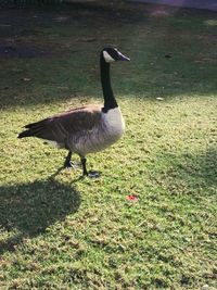 Bird on a field