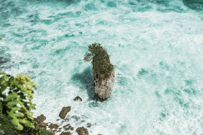 High angle view of turtle on rock in sea