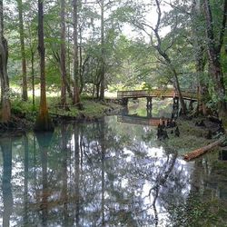 Reflection of trees in river