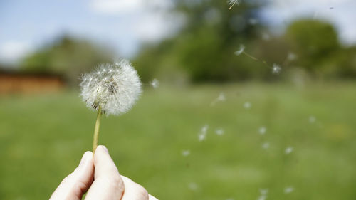 Close-up of hand holding dandelion against blurred background