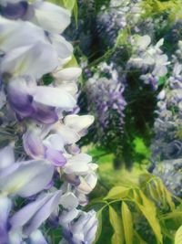 Close-up of purple flowers blooming outdoors