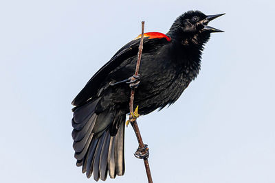 Low angle view of bird perching on a rock