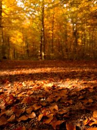 Autumn leaves in forest