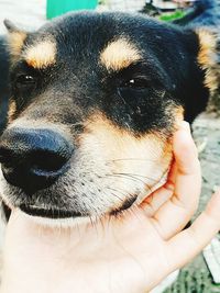 Close-up of hand holding dog