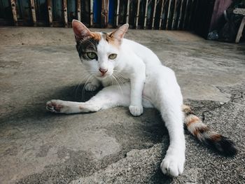 Portrait of cat resting on floor