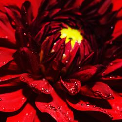 Close-up of water drops on red flower