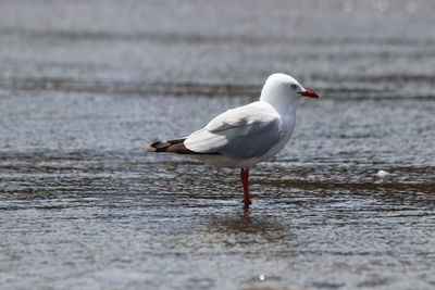 Seagull perching on a sea