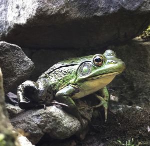 Close-up of turtle on rock