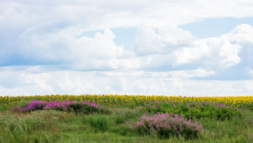 Scenic view of flowering plants on field against sky
