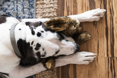 High angle view of dog sleeping on wood