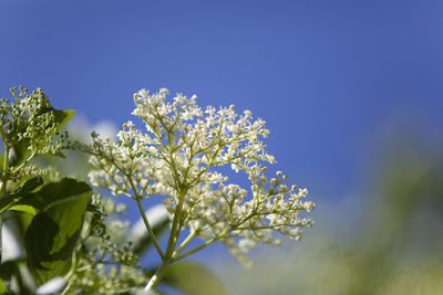 Low angle view of flower tree
