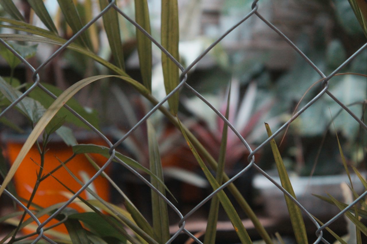 CLOSE-UP OF FENCE