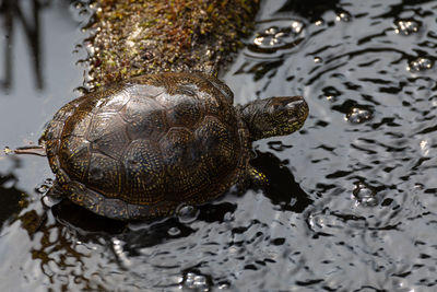 High angle view of turtle in lake