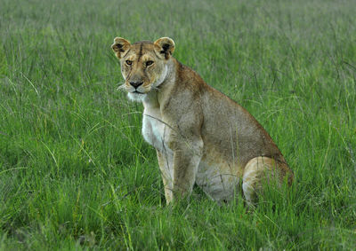 Lion relaxing on field