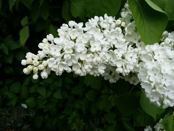 Close-up of white flowers