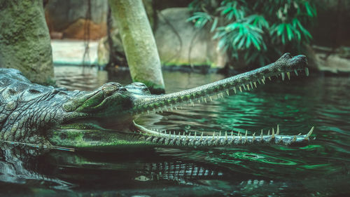 Close-up of crocodile in calm lake