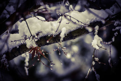 Close-up of frozen leaves