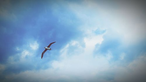 Low angle view of kite flying in sky