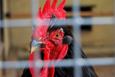 Close-up of rooster