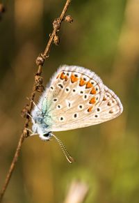 Close-up of butterfly on plant