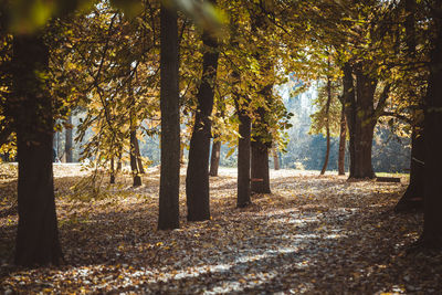 Trees growing in forest during autumn