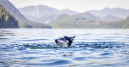 Portrait of dog swimming in water