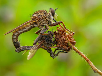 Roberfly mating