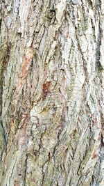 Full frame shot of tree trunk