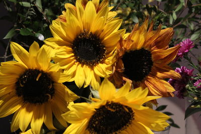 High angle view of sunflowers on flowering plant