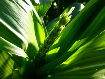 Close-up of fresh green plant